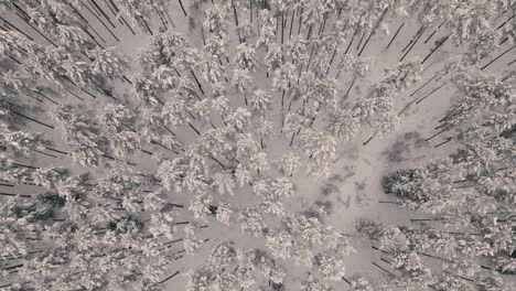 vuelo de drones sobre el bosque en invierno