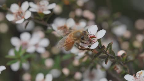 La-Abeja-Europea-Es-Torpe-Con-Las-Flores-Blancas-De-Manuka-En-El-Hábitat-Salvaje