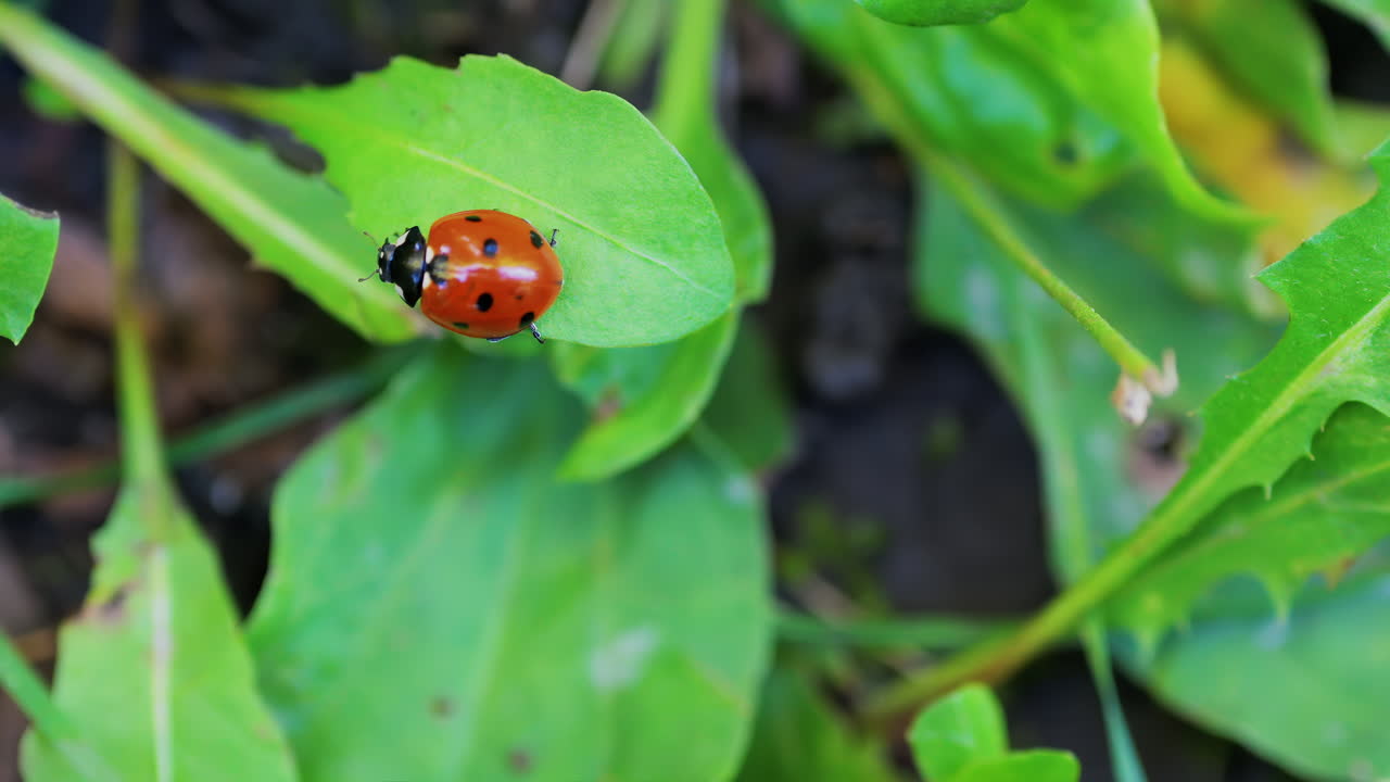 A bright red ladybug crawling on a fresh green leaf