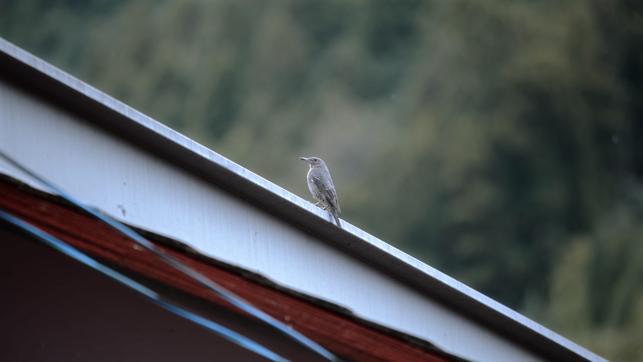 Female blue rock thrush perched on a roof in the Japanese countryside, looking around. Calm natural scene with soft blurred background highlighting the bird in a rural setting.