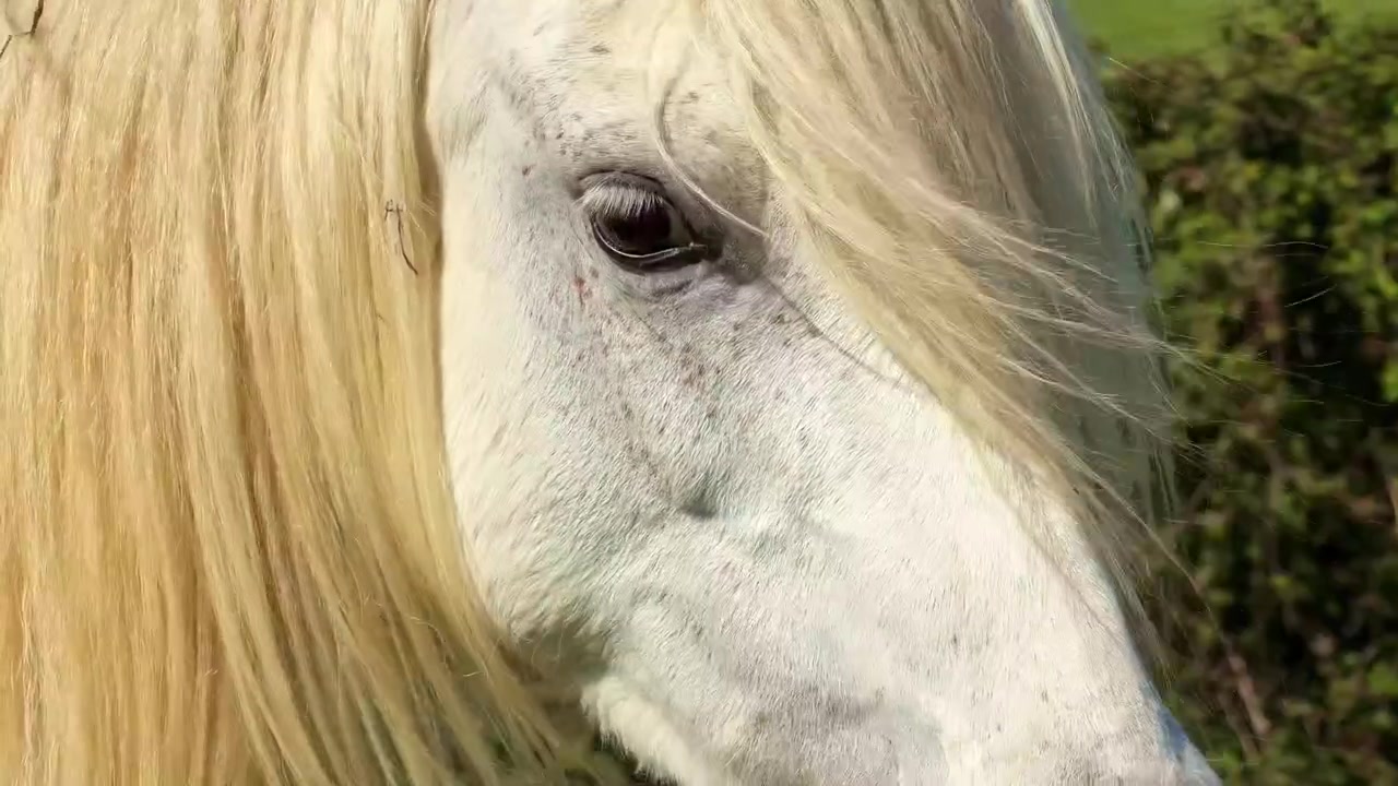 Caballo blanco con crin larga y rubia. Primer plano