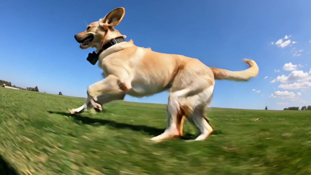 Labrador giallo che corre scattando attraverso un ampio campo erboso, con il collare che mostra una telecamera e dispositivi di tracciamento.