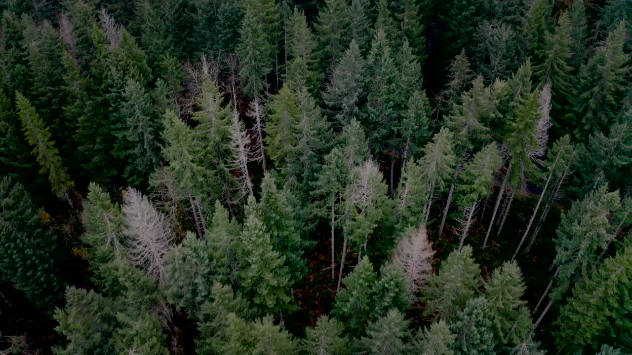 Dense Evergreen Forest from Above