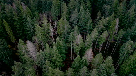dense evergreen forest from above