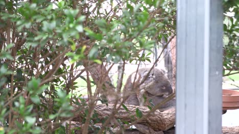 Koala-Australiano-Durmiendo-En-Un-árbol-En-Cautiverio