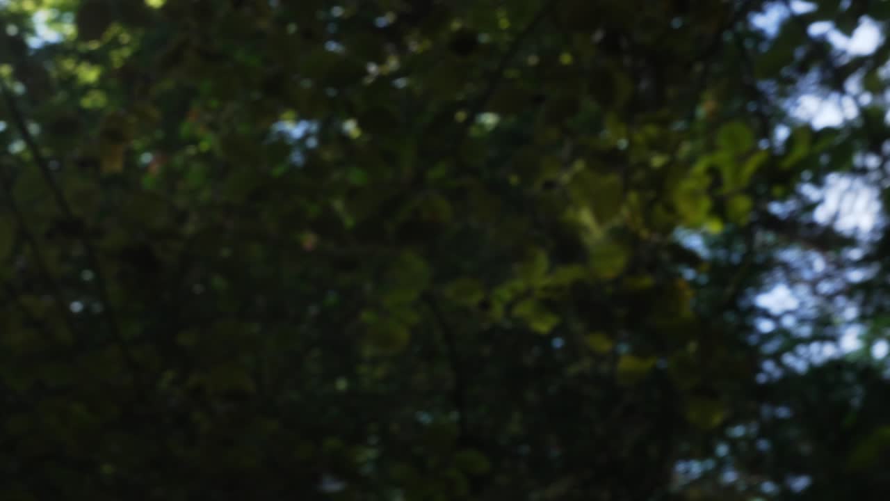 el dosel del bosque borroso