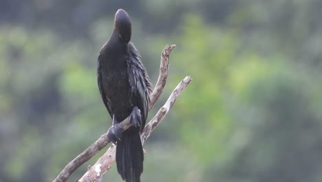 Kormoran-Im-Teichgebiet-Wartet-Auf-Die-Jagd