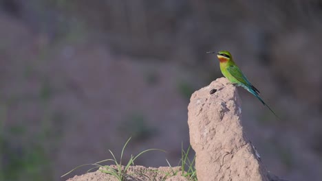 blue tailed bee eater in breeding colony waiting for female to feed