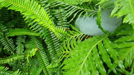 fog moving slowly through beautiful emerald green tropical wet fern leaves, very surreal image perfect for calm meditation scene or for a more dramatic eerie transition