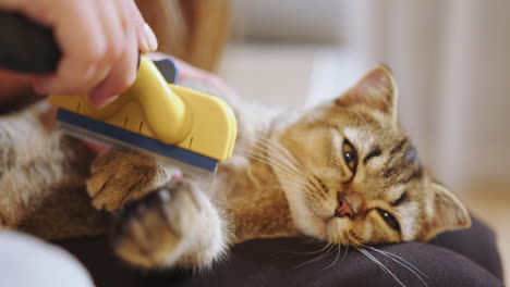 woman grooming a british shorthair cat