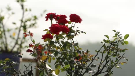 Rote-Rose-Am-Gartenstandort---Narahari-Parvatha-Tempel,-DK-Ka-Indien