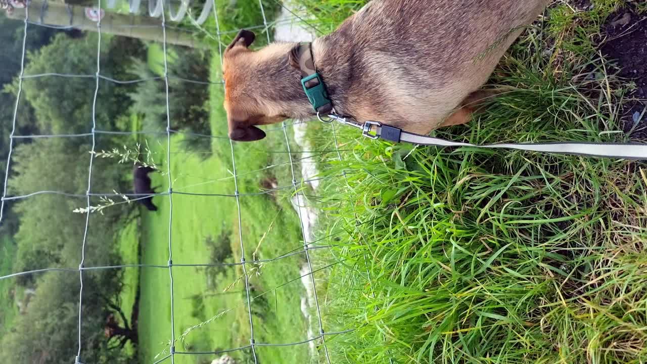 수직 귀여운 모험적 인 강아지 는 시골 의 초원 근처 에 사육 하는 호기심 많은 소 들 을 지켜보고 있다