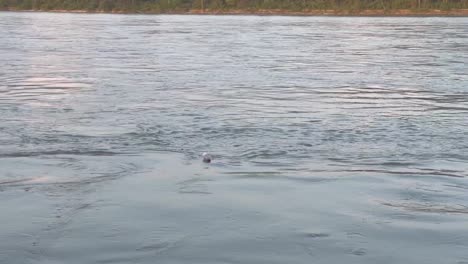 Kamerafahrt-Einer-Plastikflasche,-Die-Auf-Dem-Ganges,-Indien,-Schwimmt