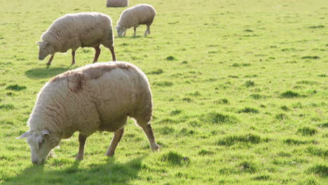 sheep grazing in the meadow during sunset - static shot