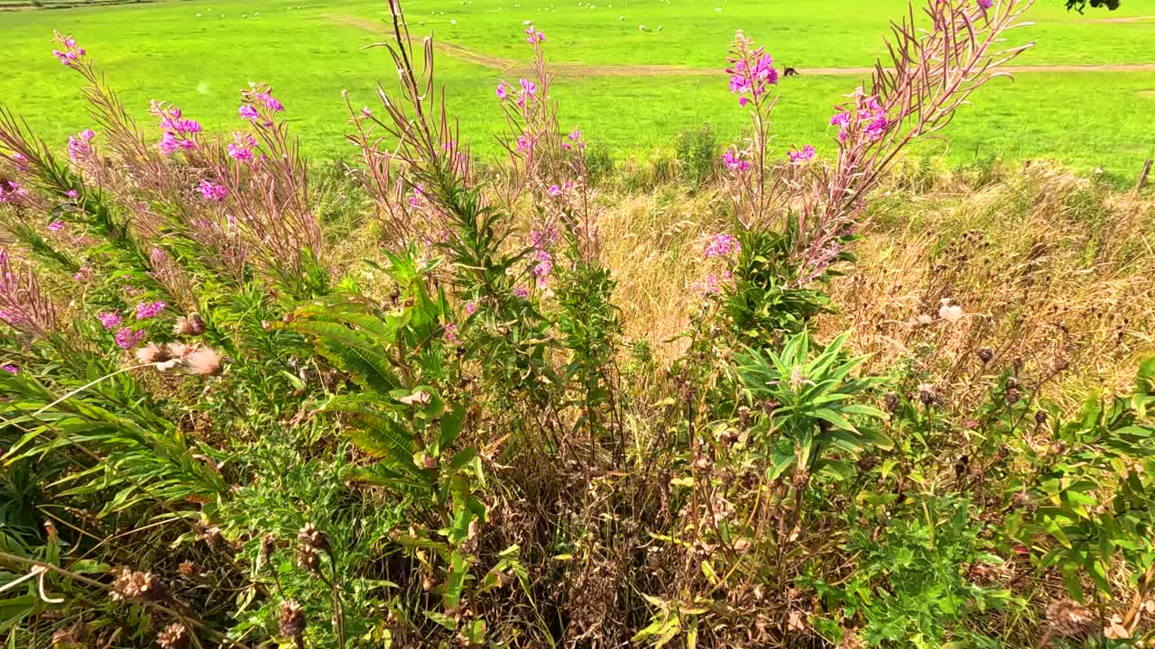 flores silvestres balanceándose en un campo cerca del monumento