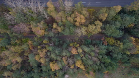 Aerial top down shot of bike lane in forest with colorful trees beside road with cars on Hel