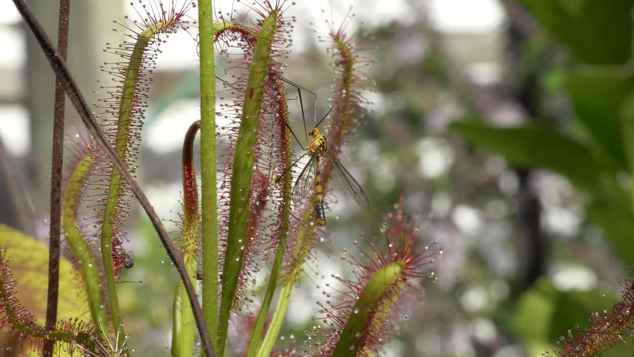 Vista di una tipula posata su una pianta - Primo piano.