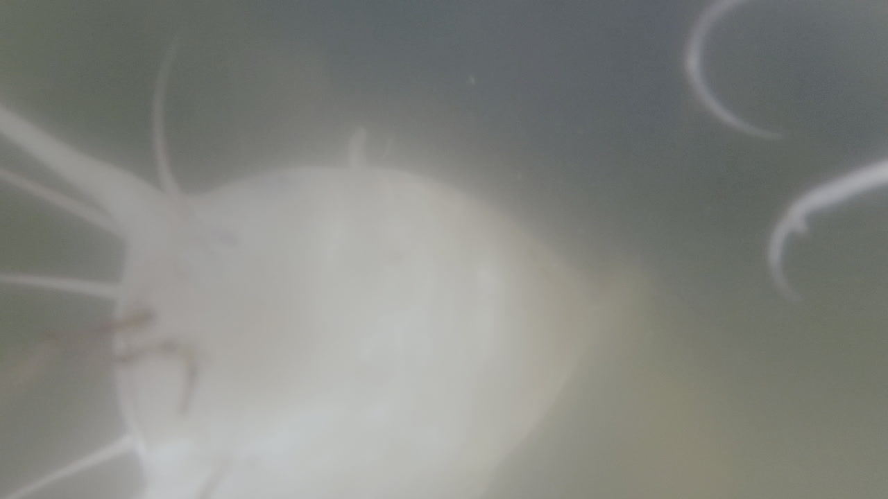 ⁇ 수염 을 가진 알비노 고양이 물고기 가 어두운 물 에서 헤엄치고 있다