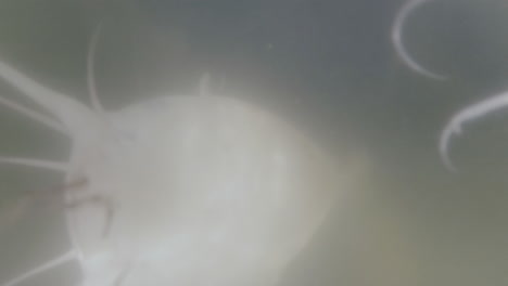 pez gato albino con bigotes nadando en agua turbia