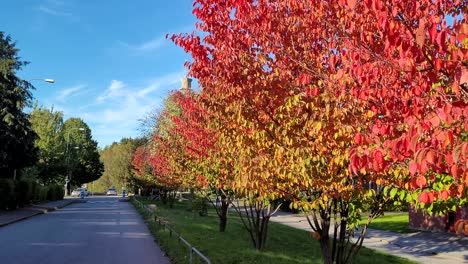 autumnal coloured trees along a walkway, pan and tilt shot