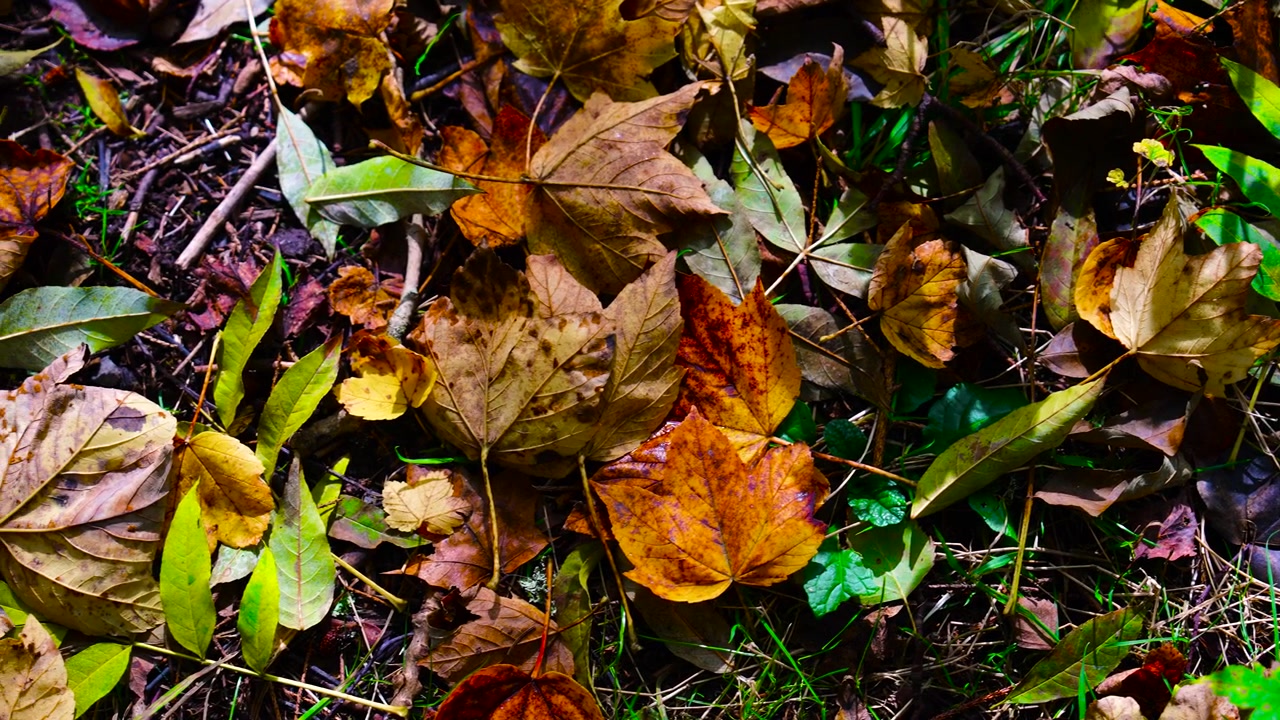 Diverse foglie autunnali colorate giacciono sul terreno di campagna, Cechia.