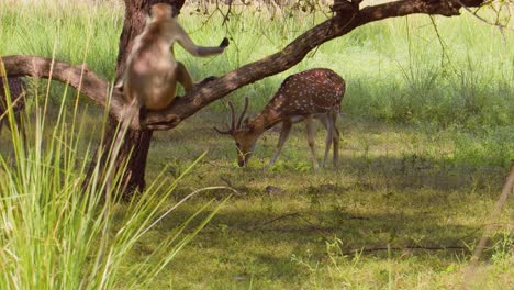 Chital-or-cheetal,-also-known-as-spotted-deer,-chital-deer,-and-axis-deer,-is-a-species-of-deer-that-is-native-in-the-Indian-subcontinent.-Ranthambore-National-Park-Sawai-Madhopur-Rajasthan-India