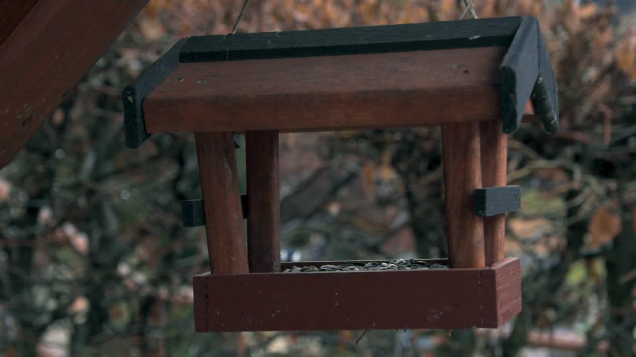 작은 새가 새 먹이소로 날아가서 씨을 가져와 나무 가지로 돌아간다.