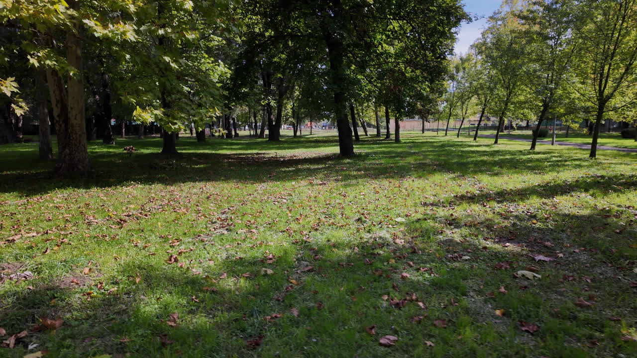 Sunny park with trees and fallen leaves