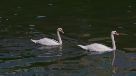 par de cisnes trompetistas nadando en un día soleado