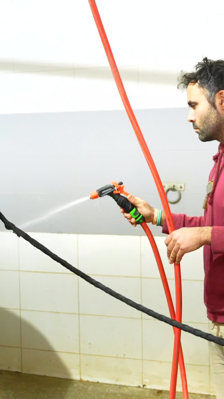 Grooming a horse with water hose