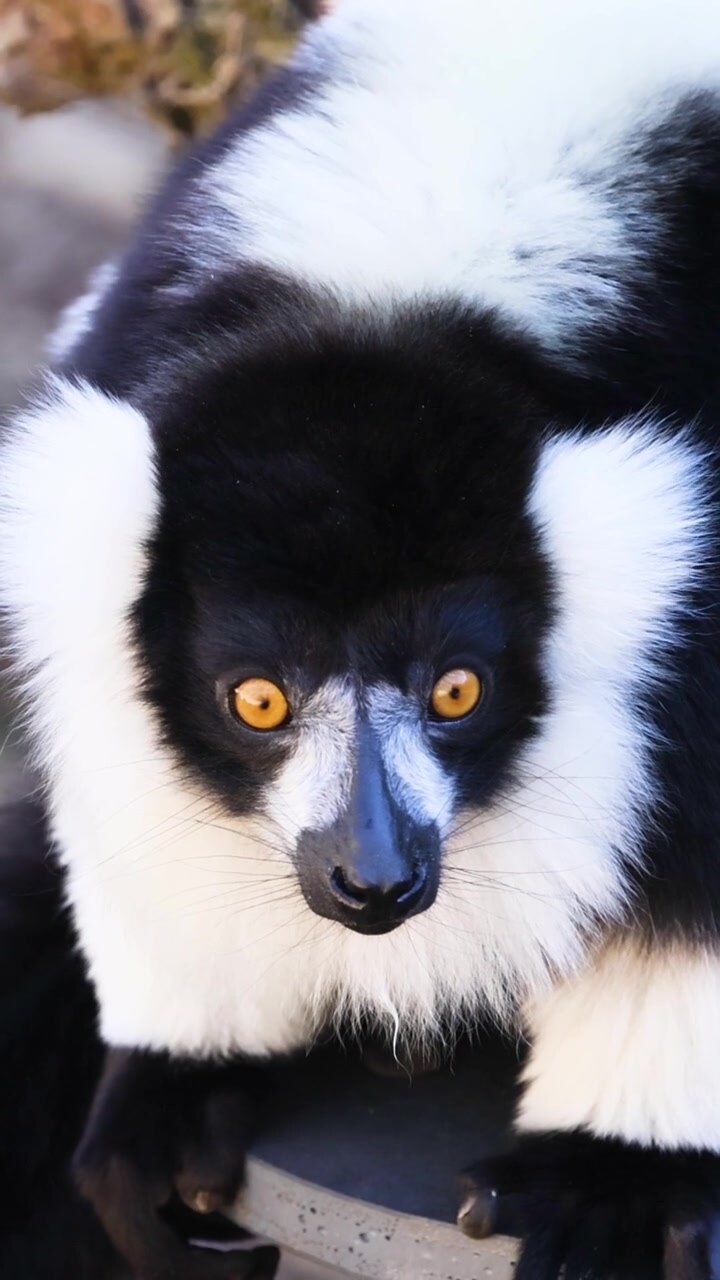Un lémur de collar blanco y negro mira a su alrededor con curiosidad en una toma de primer plano vertical