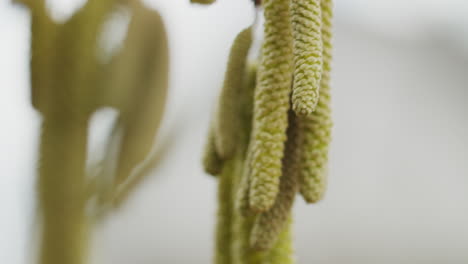 close up shot of the blossoms of a hazelnut tree with very shallow depth of field