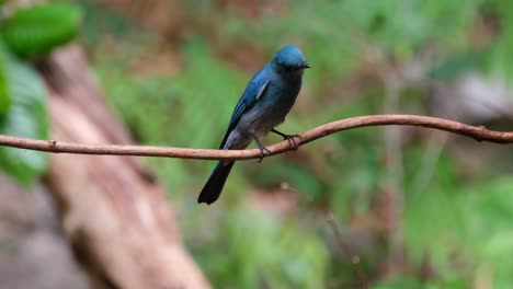 Neugierig-Schaut-Er-Sich-Um,-Während-Er-Auf-Einer-Rebe-Sitzt-Und-Die-Kamera-Herauszoomt,-Verditer-Fliegenschnäpper-(Eumyias-Thalassinus),-Weibchen,-Thailand