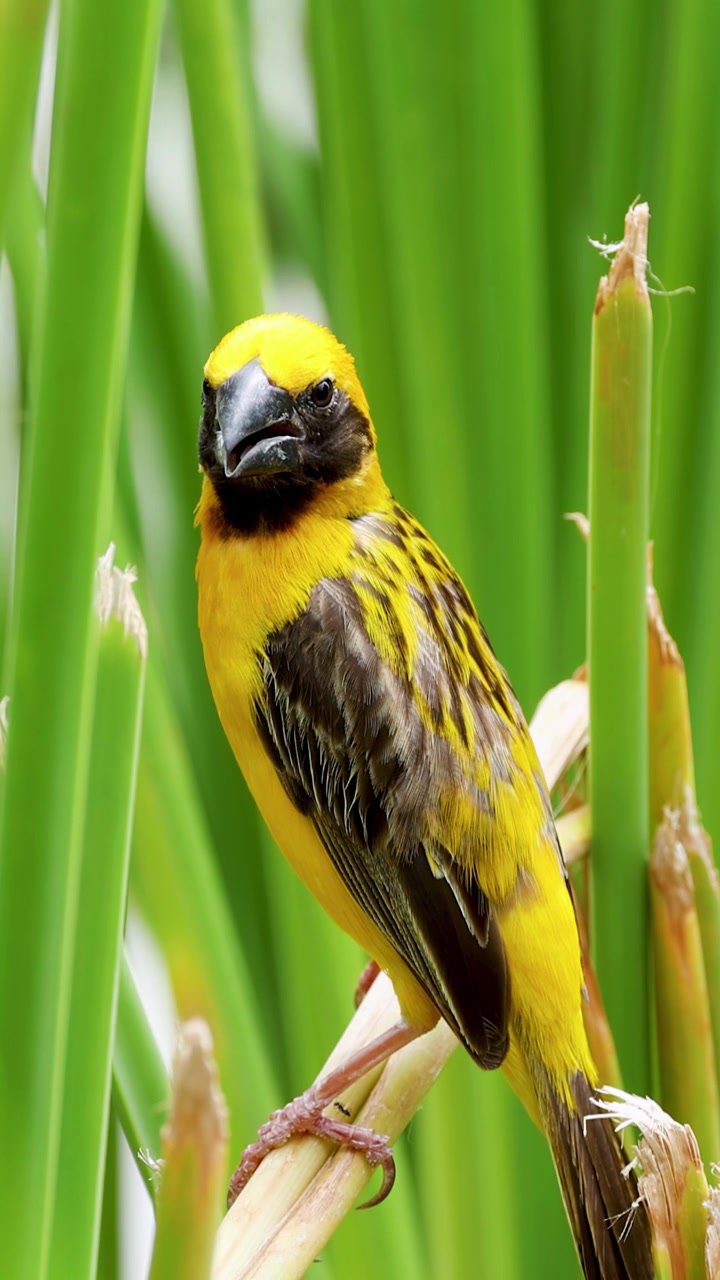 Primer plano de pájaro tejedor dorado asiático amarillo posado en tallo de arroz verde a la luz del día