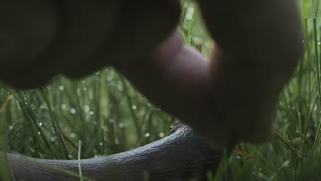 hand touching a snail in a dewy garden