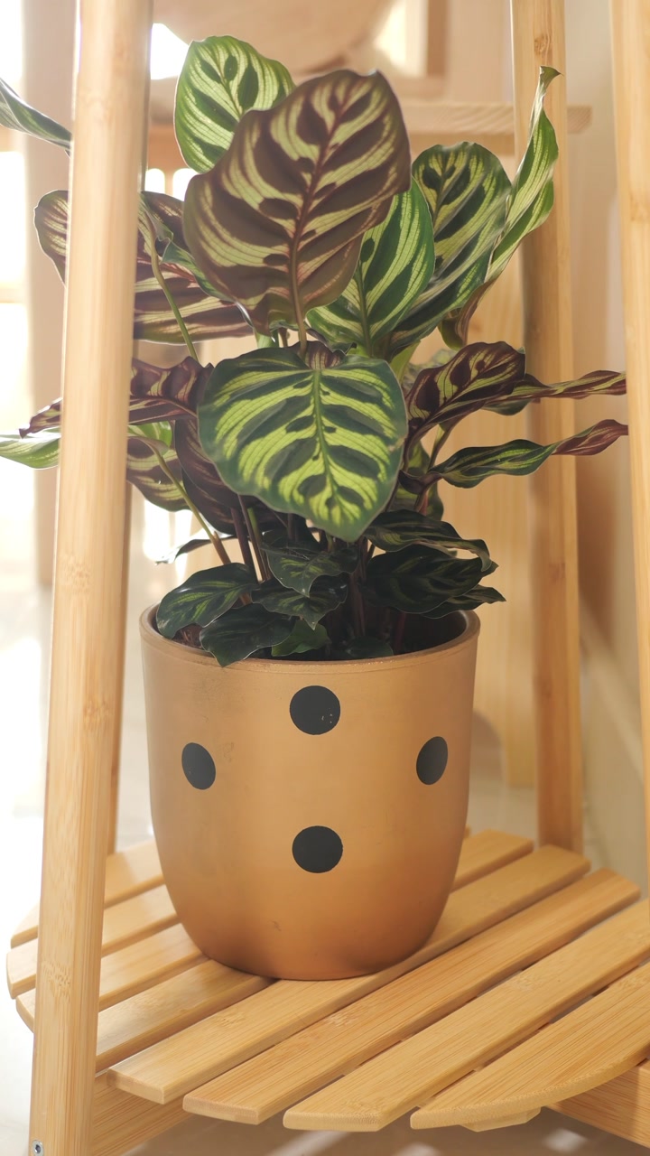 Indoor Calathea Plant on Wooden Shelf with Natural Light