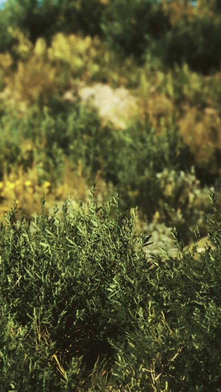 Fogliame verde lussureggiante danza sotto il sole caldo in un vibrante paesaggio naturale.