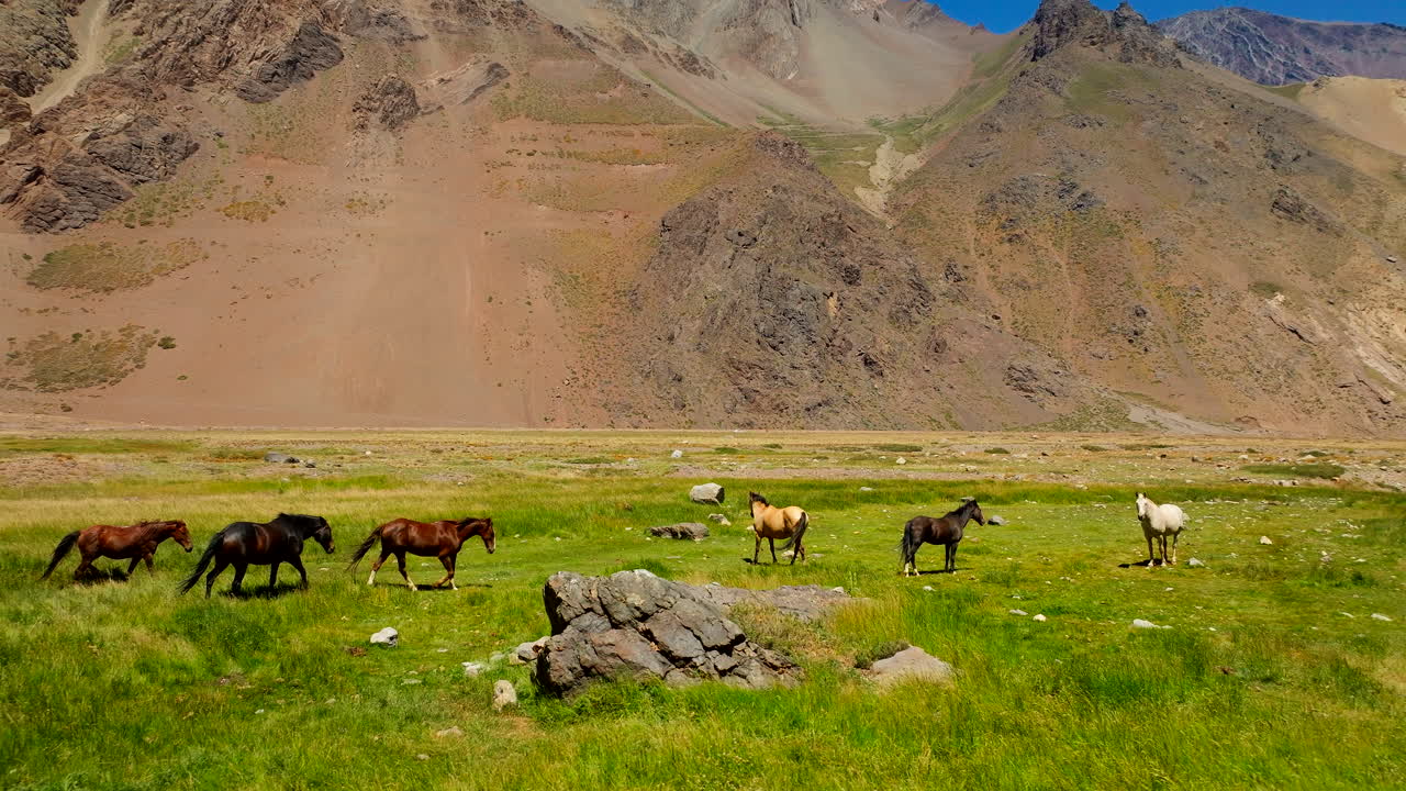 Herd of wild horses graze in Andean meadow basin of Cajón del Maipo, aerial