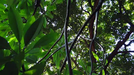 View-moving-under-tree-forest-in-summer-day-time-with-sunshine-through-the-tree-forest-in-4K-UHD-video-movie-footage-short