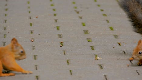 simpáticas ardillas rojas comiendo nueces en el parque