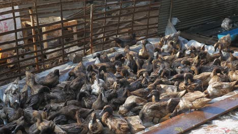 raft of domestic ducks having a bath ( close up )