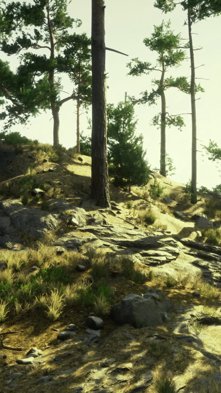 Rocky terrain surrounded by tall green trees during daytime hours