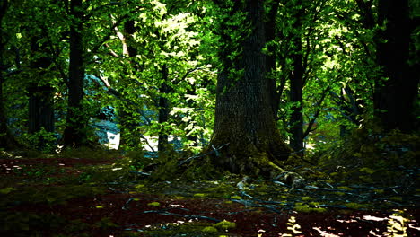 Trunk-and-stone-covered-with-a-green-moss