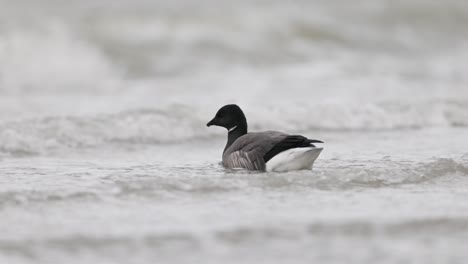 brant goose in rough water