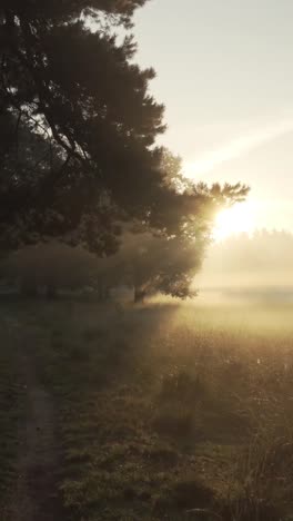 sunrise in the misty forest