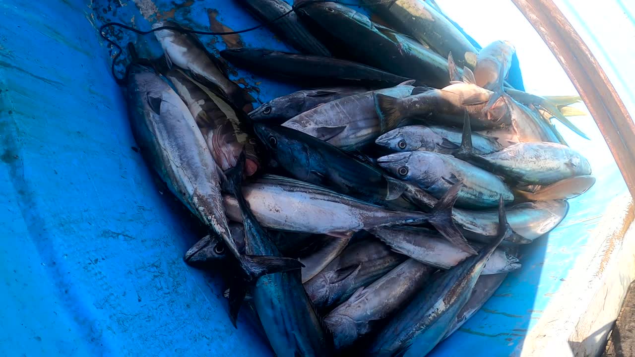 orbita alrededor de calico seabass y bonita mexicana pescado en caja después de un largo día de pesca