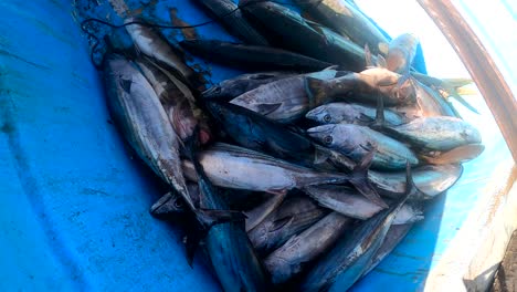 Orbita-Alrededor-De-La-Lubina-Calicó-Y-El-Pez-Bonito-Mexicano-En-Una-Caja-Después-De-Un-Largo-Día-De-Pesca