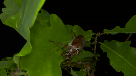 a female cockchafer crawls between the leaves of the oak tree