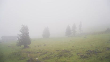 misty mountain meadow with evergreen trees