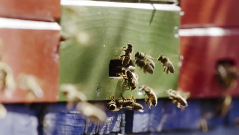 Busy Bees in a Beehive